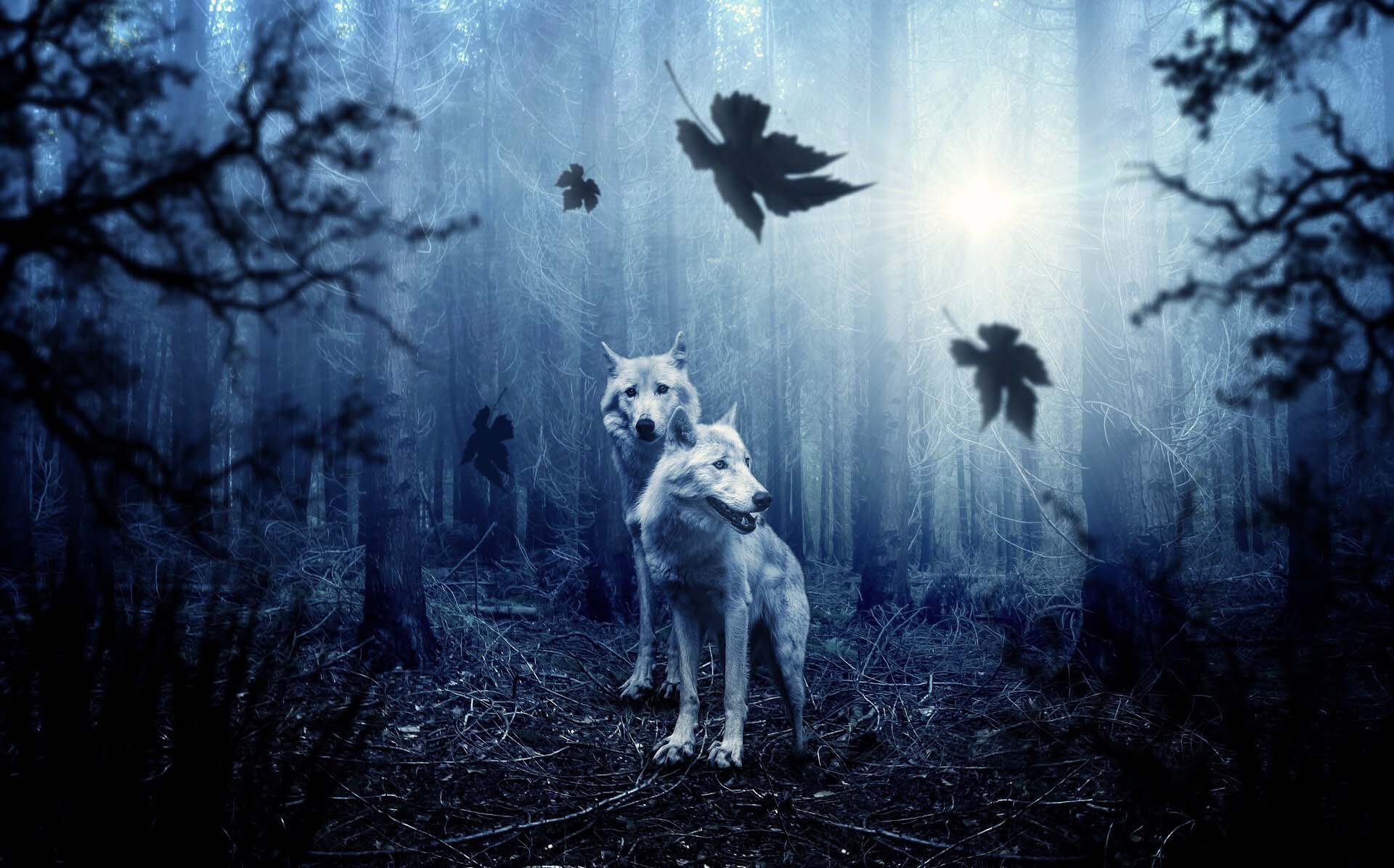 Ein illustriertes Bild von zwei weißen Wölfen im Wald. Das Bild ist sehr blau und dunkel. Ein Licht scheint durch die Bäume in Richtugn der Kamera